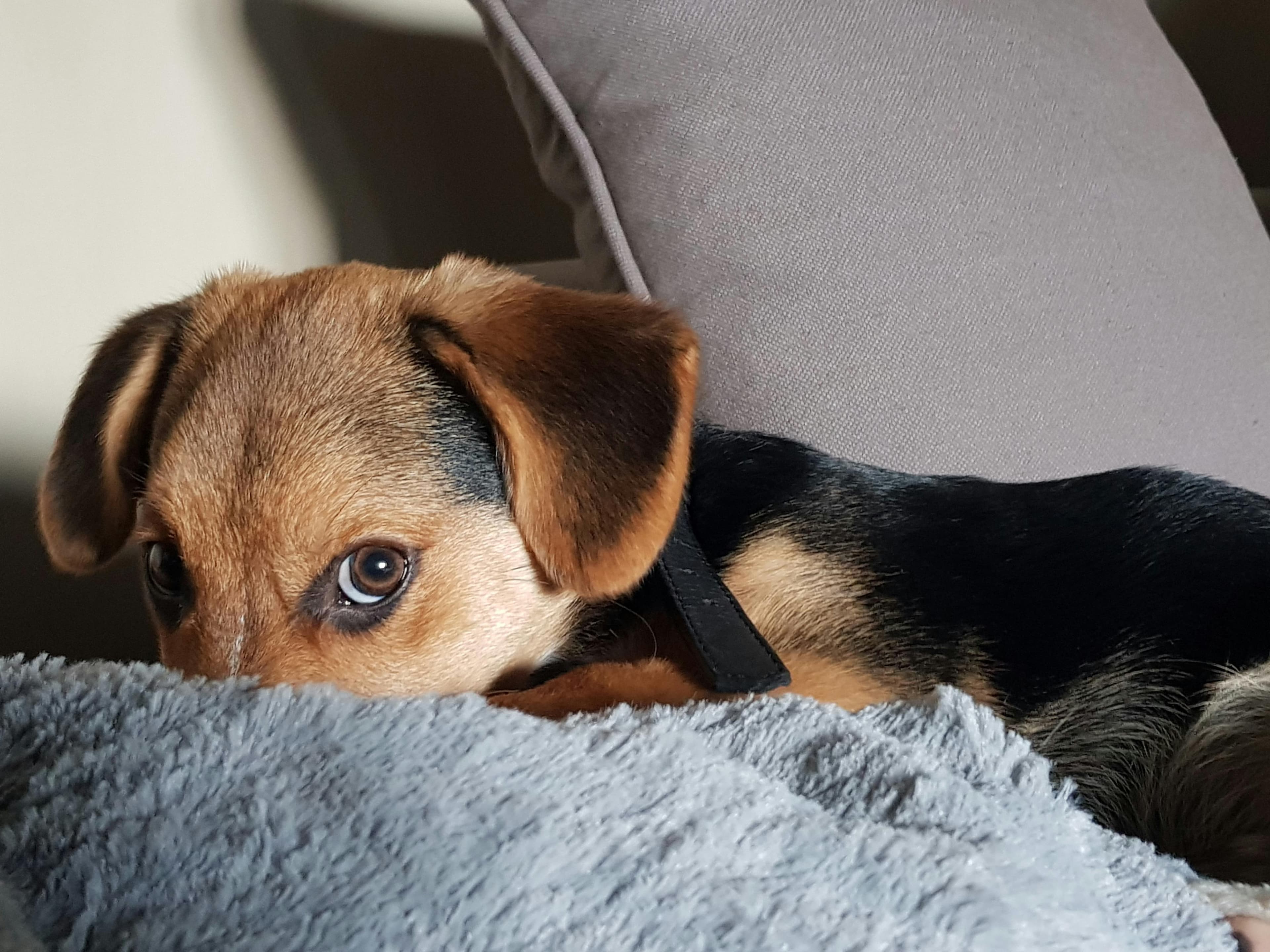 Plans for future development of the pet adoption project
