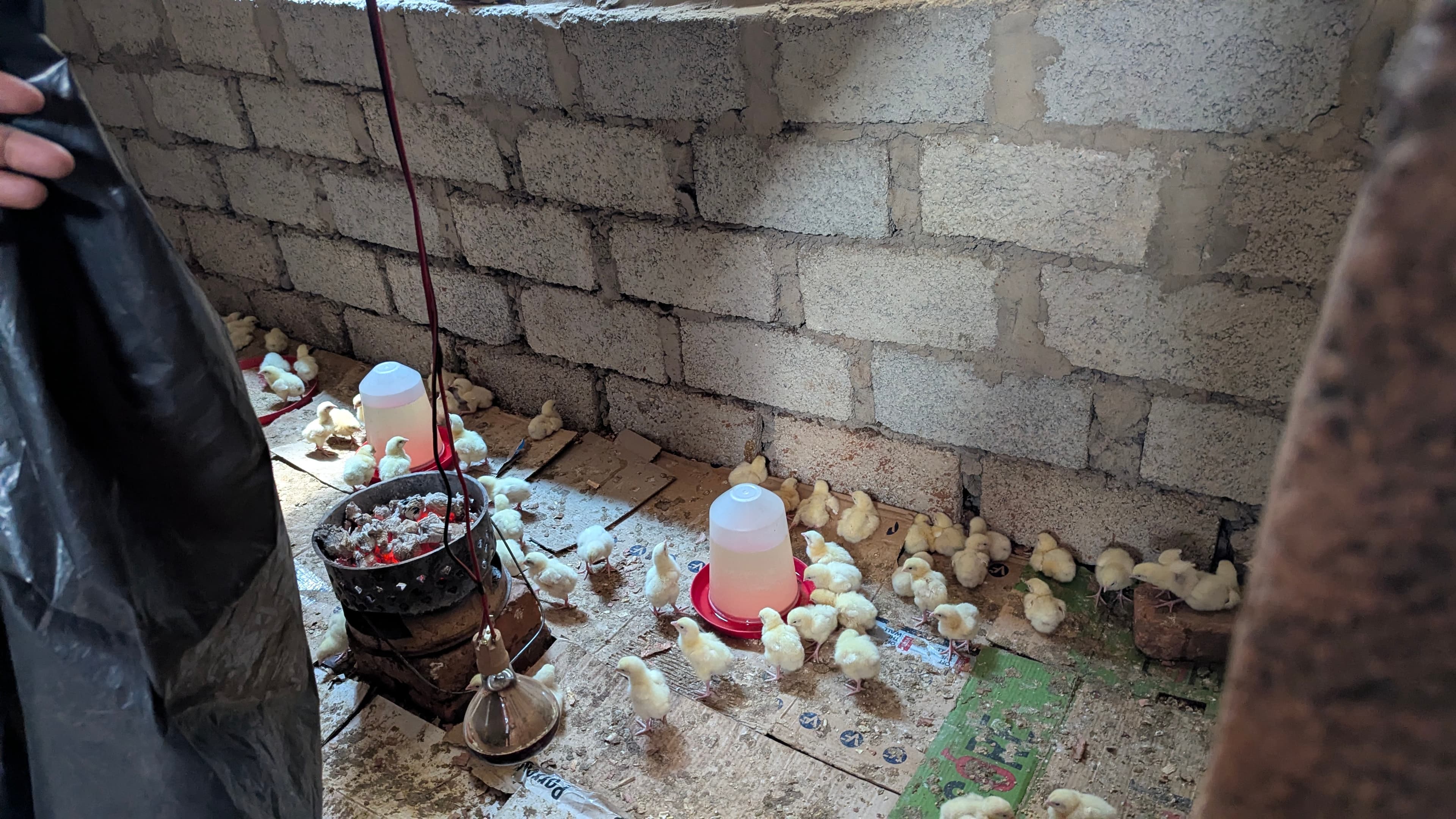 Broiler project at Nsansa Village